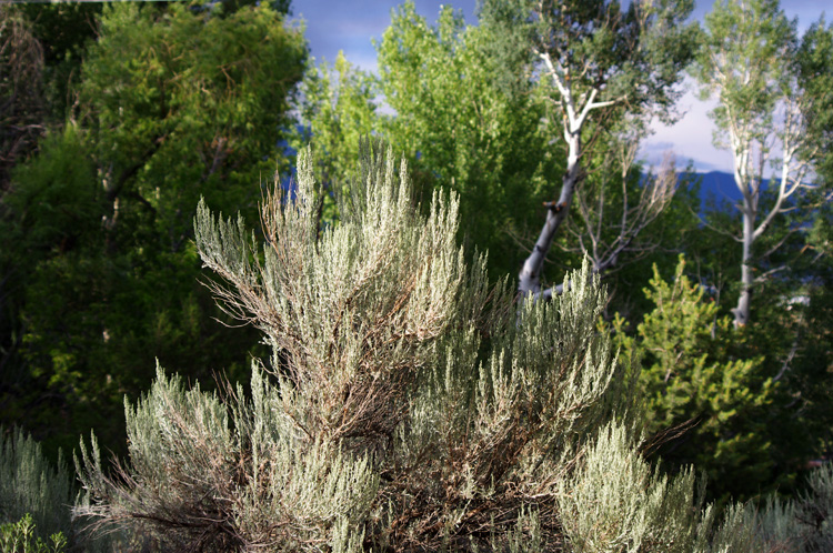 sagebrush in the evening