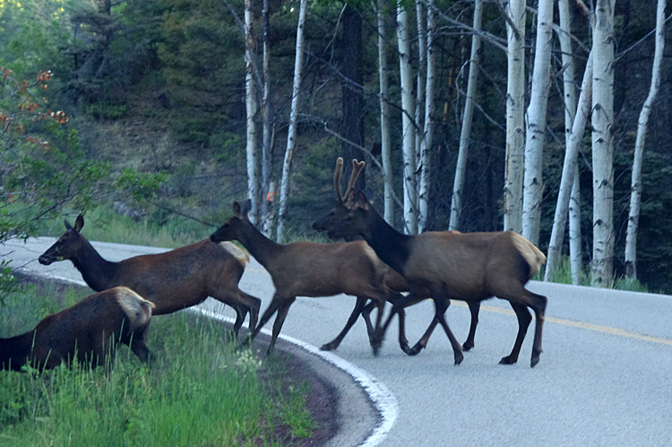 Elk near Flechado Pass at the top of Taos Canyon