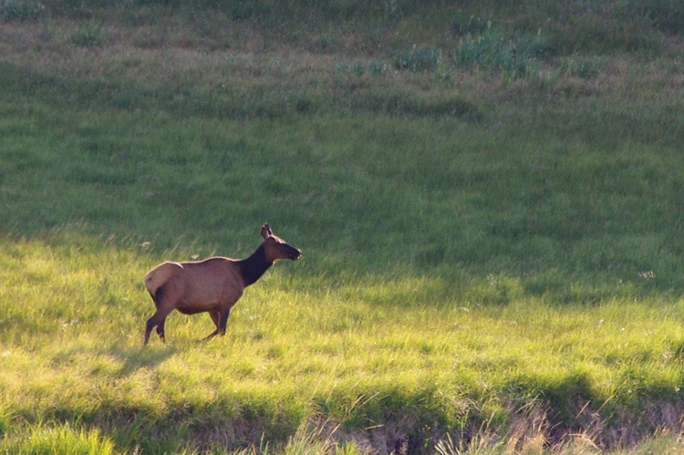 Moreno Valley elk