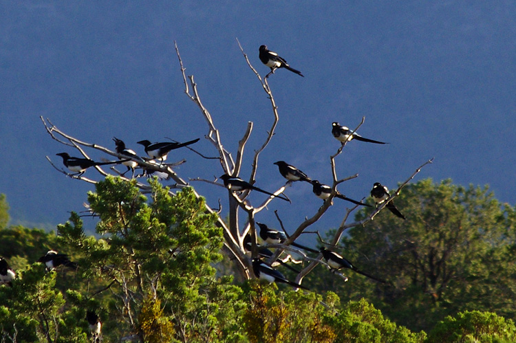 magpies getting ready to fly up to the canyons and roost