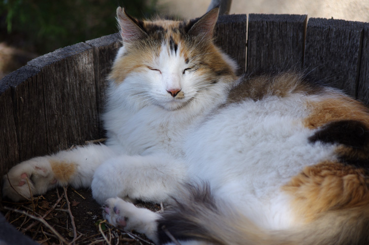 Callie the Wonder Cat lives in Taos, New Mexico, U.S.A.