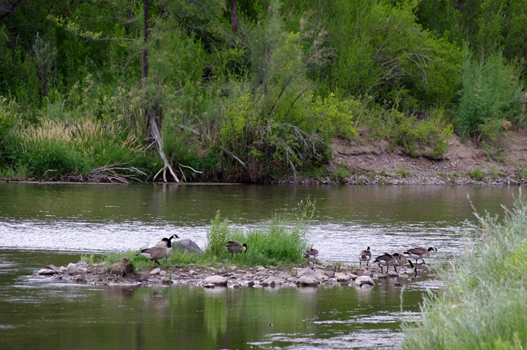 Canada geese on the Rio Grande