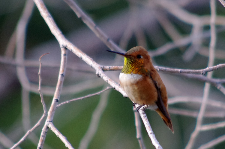 rufous hummingbird close-up from Taos