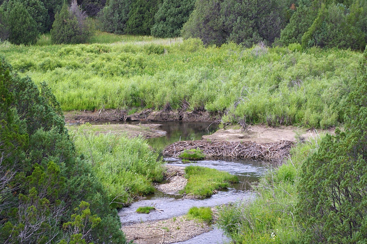 old beaver dam on the Rio Grande del Rancho, Taos, New Mexico