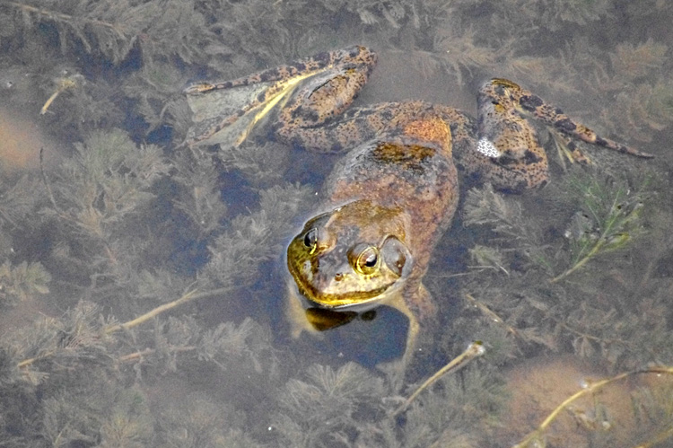 bullfrog in the Rio Grande