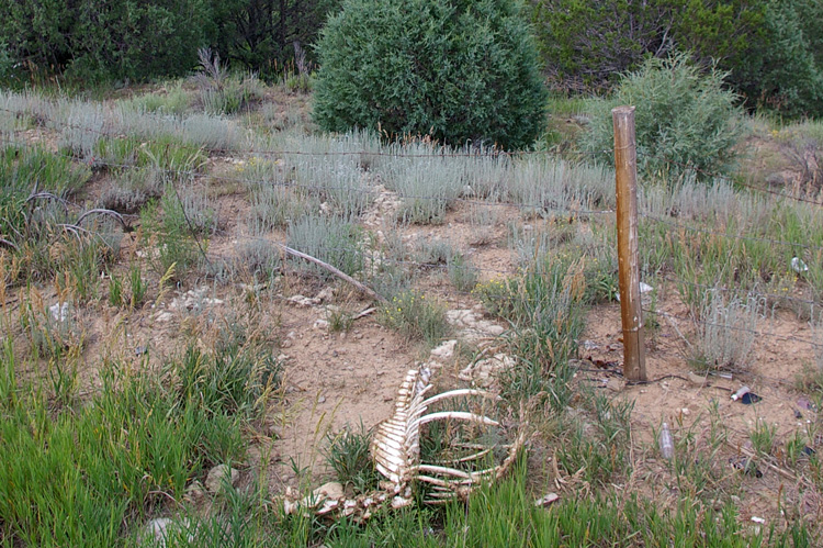 If it's New Mexico, there will be skeletons.