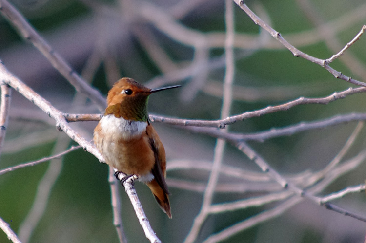 Rufous hummingbird close-up from Taos