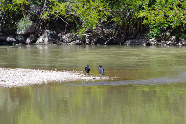 Ravens in the Rio Grande