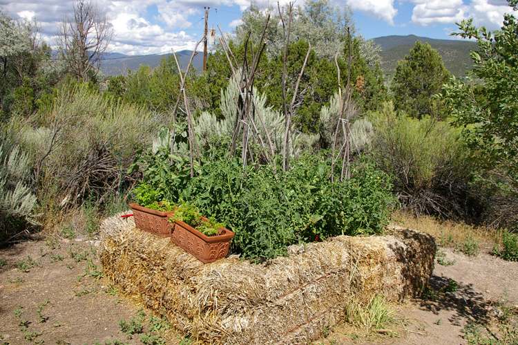 The Amazing High Desert Tomato Patch!