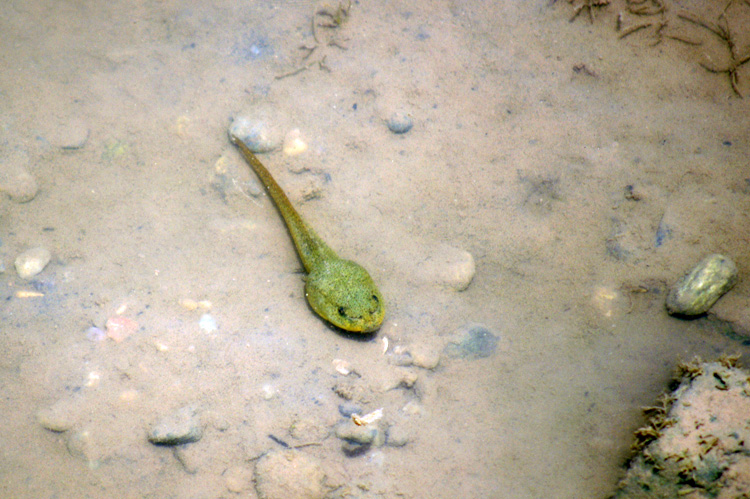 bullfrog tadpole in the Rio Grande