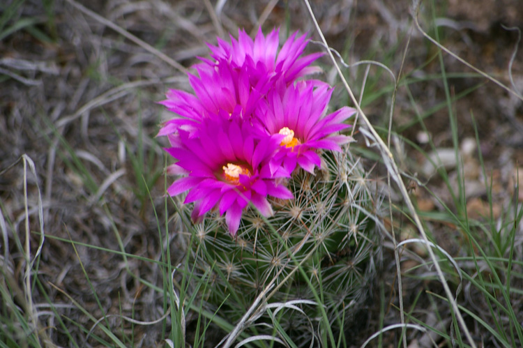 Post image for Cactus Flowers in the Back Yard