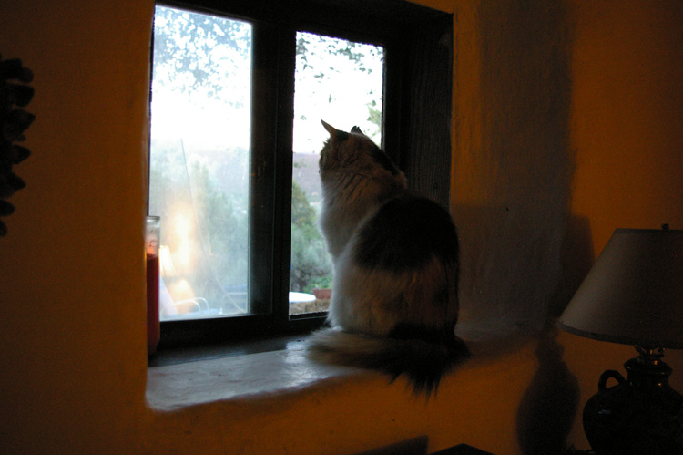 Kitty in the windowsill of an old adobe near Taos, NM