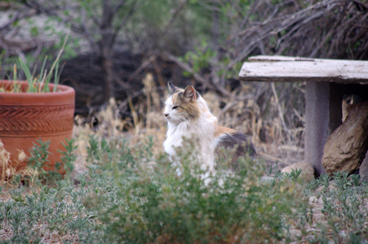 Callie the Wonder Cat lives in Taos, New Mexico, U.S.A.