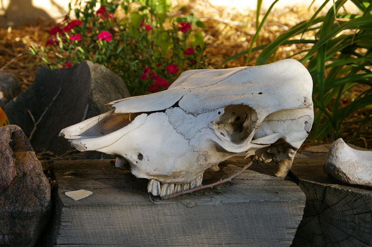 A bleached cow skull is a must-have item in New Mexico.