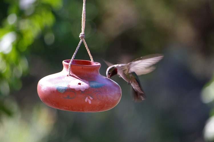 Post image for Small Black-Chinned Hummingbird