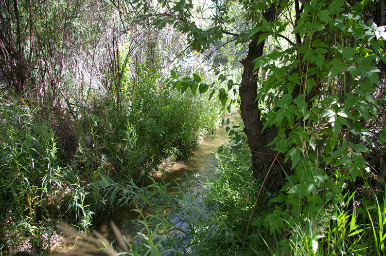 Taos acequia in early August