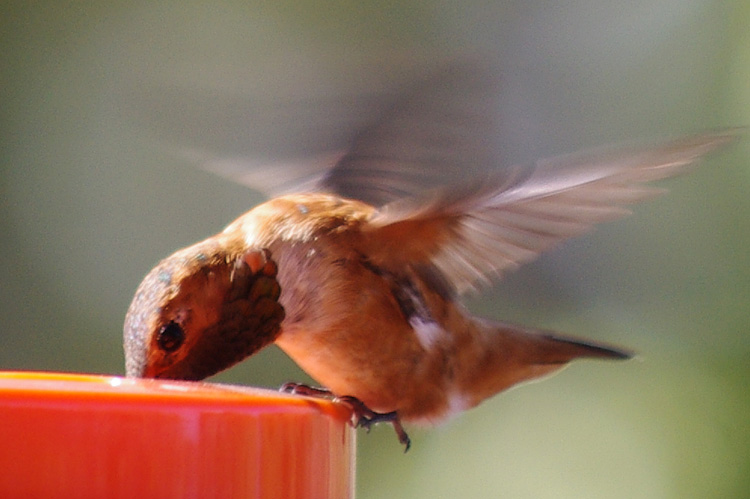 Rufous hummingbirds don't get much bigger. An extreme close-up.