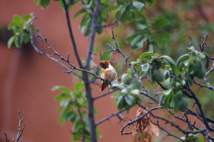 The extended neck feathers make this an unusual pose.