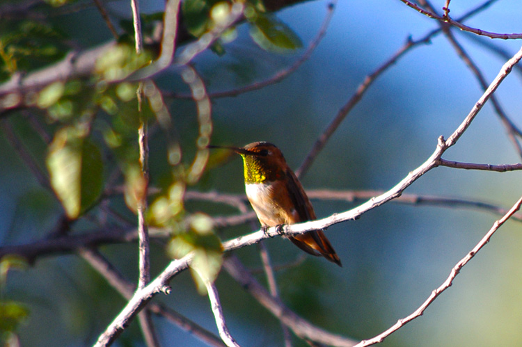 Rufous hummingbird close-up from Taos, this time with unusual reflected colors