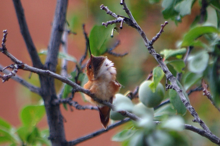 An unusual view of a hummingbird scratching its neck.