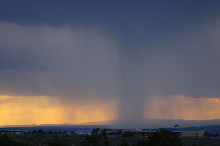 Magpie and rain  in Taos, New Mexico