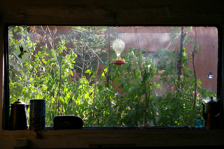 Tomato plants outside the window in Taos, New Mexico