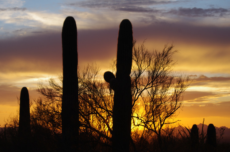 Saguaro National Park denizens near Tucson, AZ