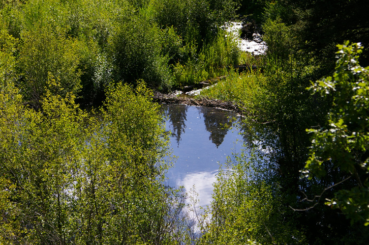 Post image for Beaver Dam & Pond