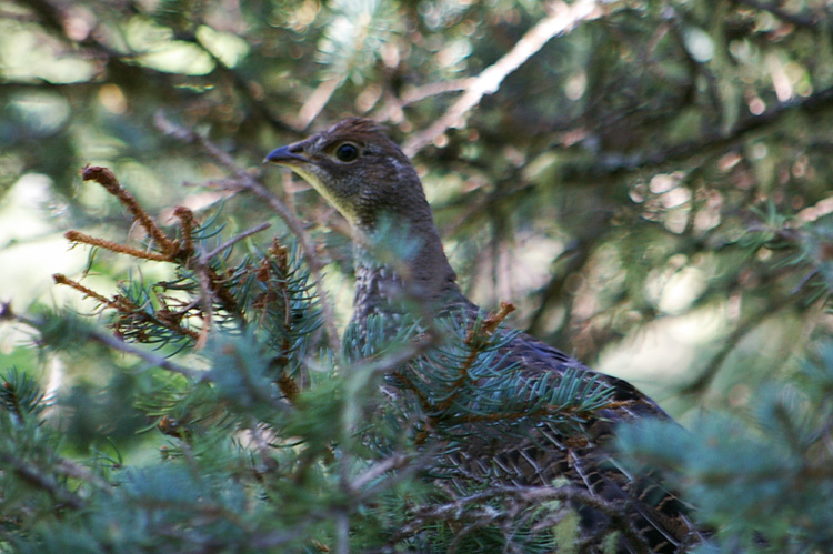 Blue grouse photographed near Taos, New Mexico.