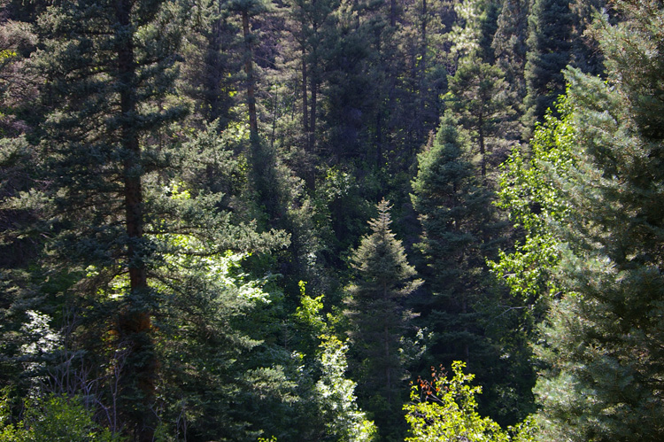 Spruce and ponderosa pines in Carson National Forest.