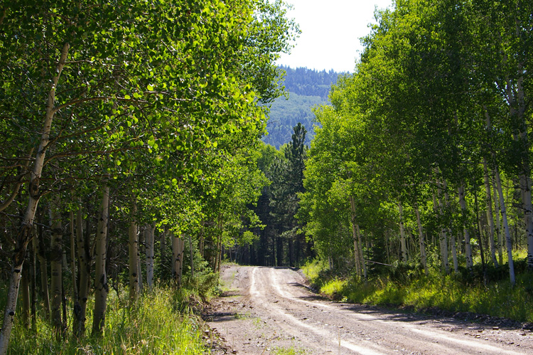 Aspen grove at 9K feet on a sunny day near Taos.