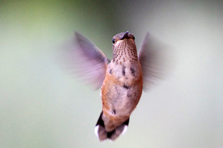 hummingbird close-up from Taos, New Mexico