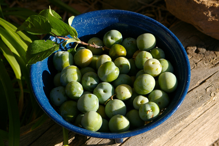 Fresh plums from Taos, New Mexico