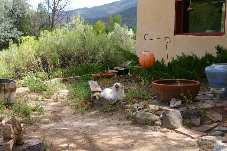 Callie the New Mexico Wonder Cat on a quiet Saturday afternoon in Taos