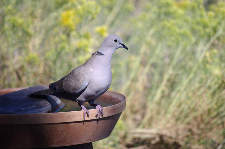 Eurasian collared dove