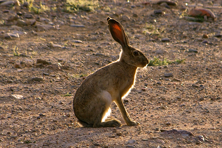 Jackrabbit in the driveway in Taos, New Mexico