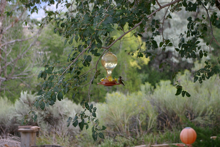 Llano Quemado late August view with hummingbird and elm leaves