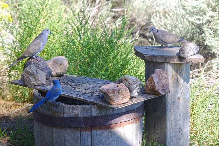 more doves and a jay