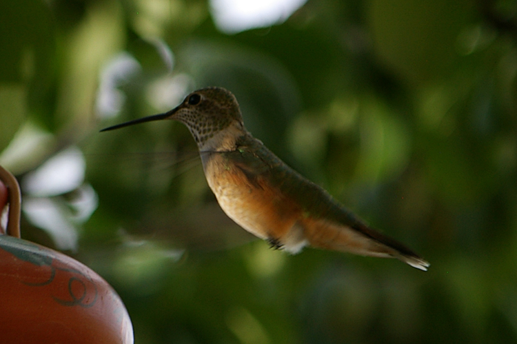 A hummingbird's belly glows in early evening light.