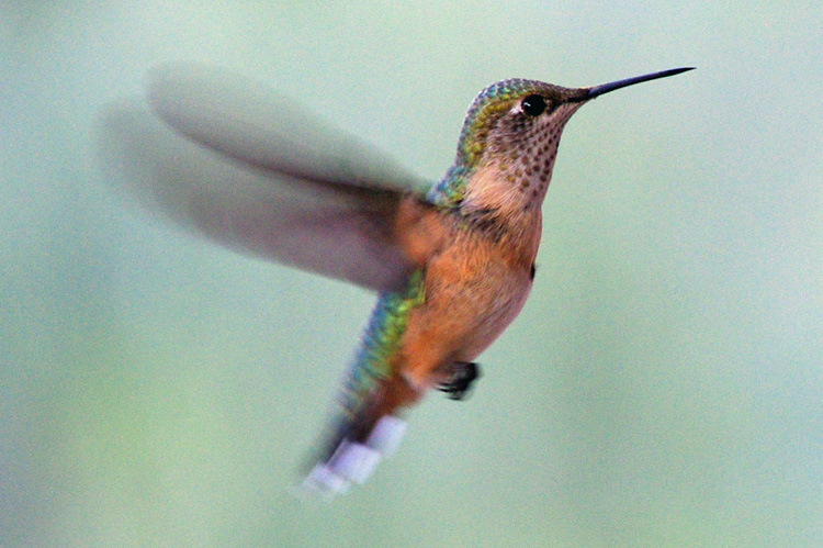 female rufous hummingbird