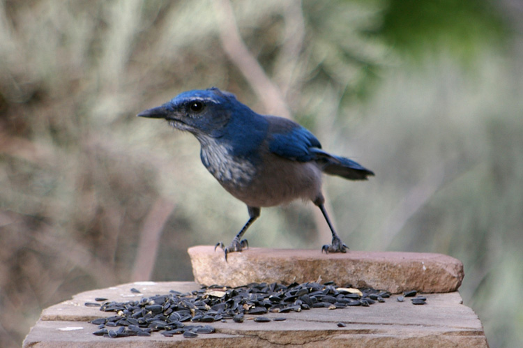 A blue scrub jay gives the camerman a stare.