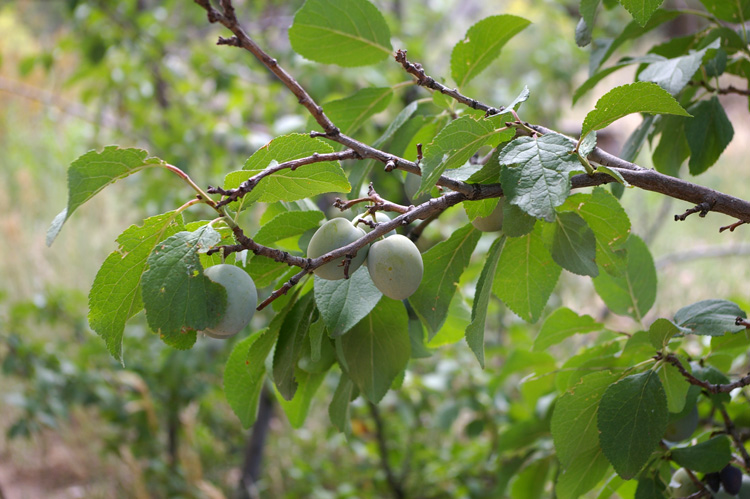 plums from Taos, NM