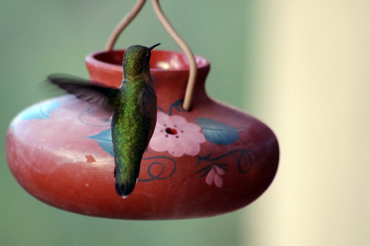 female rufous hummingbird