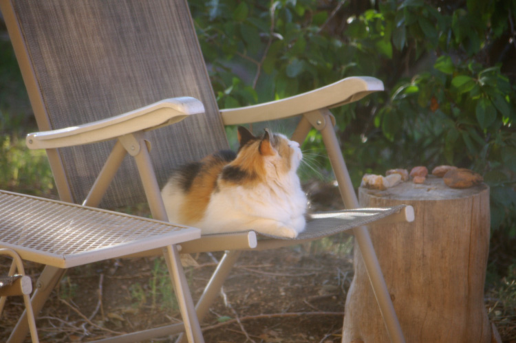 Callie the Wonder Cat!