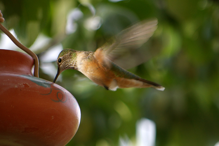 Hummingbird close-up from Taos, New Mexico