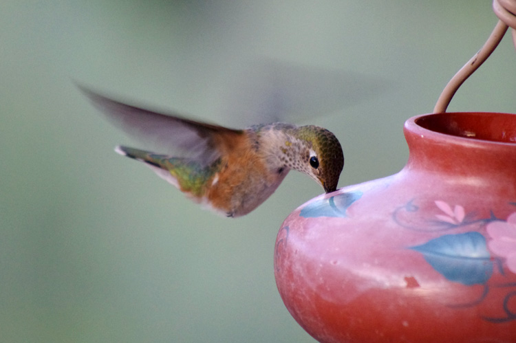 female rufous hummingbird