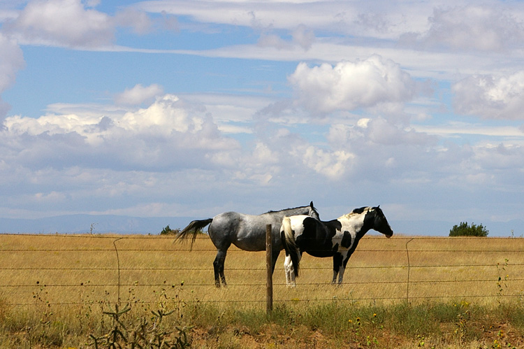 Horses on NM Rt. 104