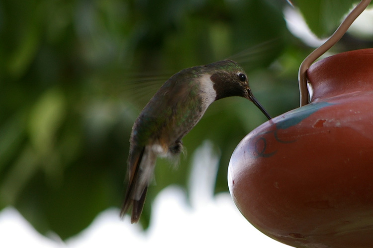 Black-chinned hummingbird (male)