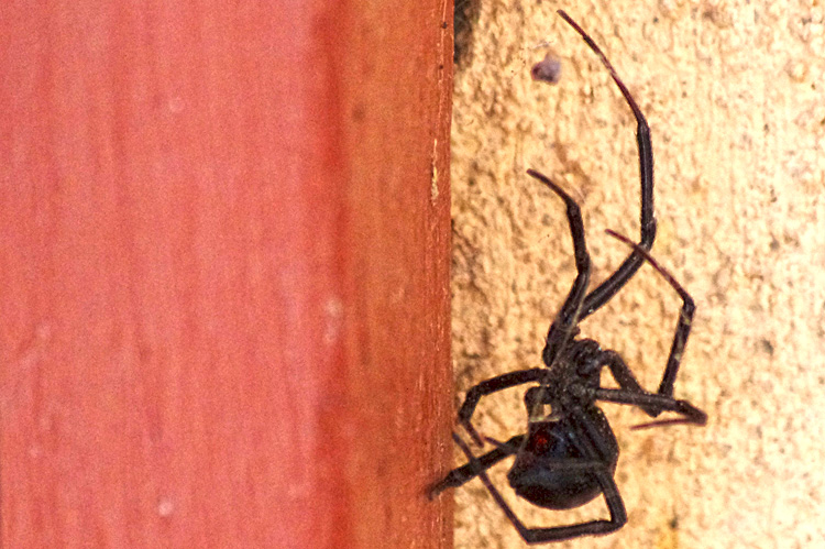 Black widow spider in Taos, NM