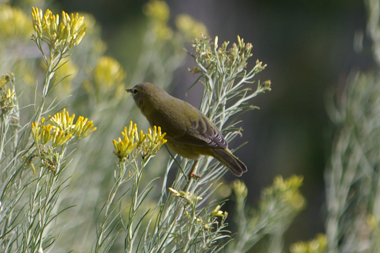 Small warbler in a chamisa bush in Taos, New Mexico